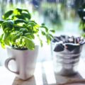The Complete Guide to Growing your Herbs at Home